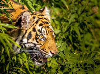 Portrait of a young tiger in the jungle