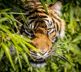 Zelfklevend Fotobehang Portret van een jonge tijger in de jungle © Ralph Lear