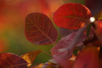 Amazing red leaves on a tree branch closeup