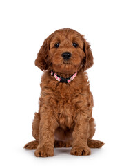 Adorable Cobberdog puppy aka Labradoodle dog, sitting up facing front. Looking straight towards camera. Isolated on a white background.