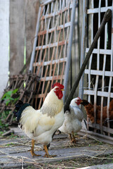 Rooster and chicken on farmyard