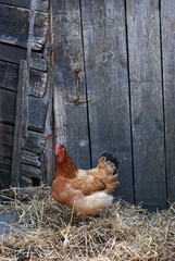 Chicken next to hen-coop
