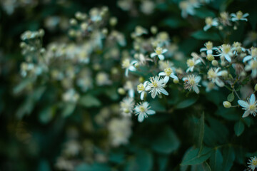 Intense colors of green foliage and flowers. Plants and nature.