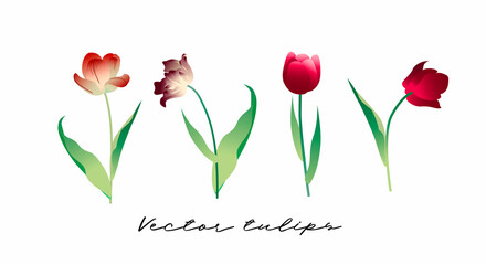 Vector image, set of classic, naturalistic tulips