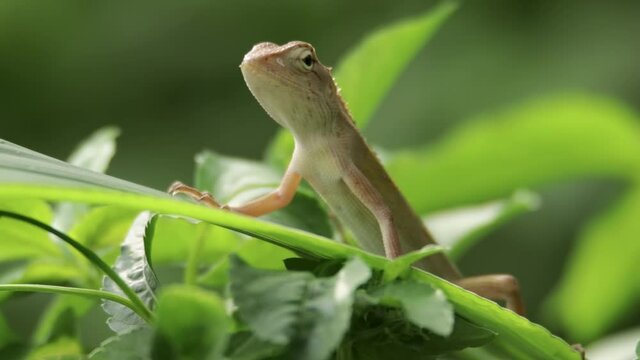 closeup shot of a oriental garden lizard in nature