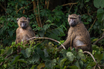 Olive Baboon - Papio anubis, large ground primate from African bushes and woodlands, Bale mountains, Budongo forest, Uganda. - obrazy, fototapety, plakaty