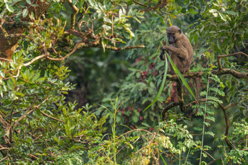 Olive Baboon - Papio anubis, large ground primate from African bushes and woodlands, Bale...