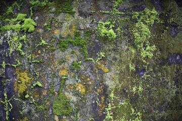 Closeup shot of moss on an old concrete wall