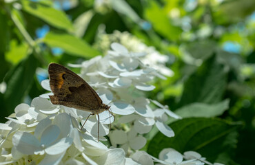 Butterfly sits on Beautiful white hydrangea close-up