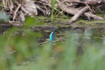 Common Kingfisher Alcedo atthis is resting on a branch - in a moment he will be hunting for fish - balance, hunting, colorful bird