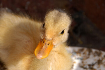 Cute duckling