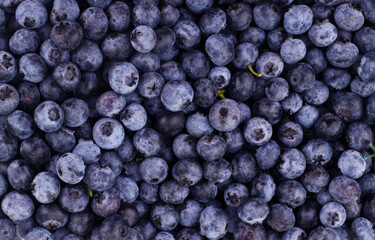 Blue toned fresh blueberry berries background pattern close up, top view