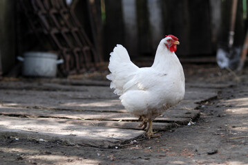 Chicken on the farmyard