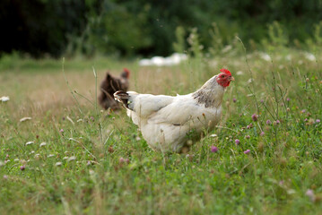 Chicken on the meadow