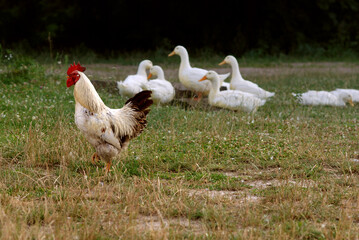 Rooster and geese on the meadow