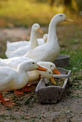 Eating geese on farmyard