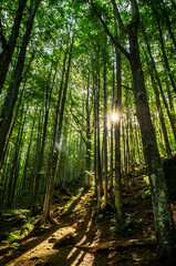 La foresta in Appennino