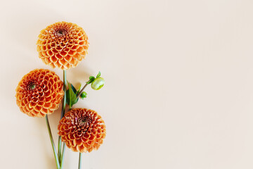 Amazing orange Dahlia flowers on a yellow pastel background.