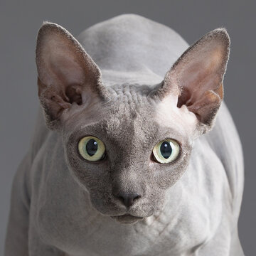 285 Best Sphynx Images Stock Photos Vectors Adobe Stock