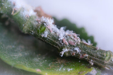 Obraz na płótnie Canvas macro photography. mealybug infestation on a plant