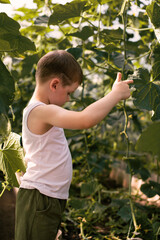 A young boy helps to water the plants in the greenhouse. Nice and charismatic child.