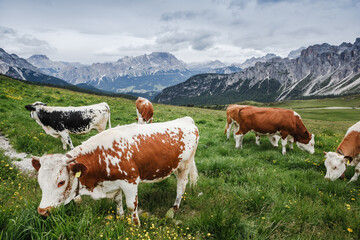 Fototapeta na wymiar Cows on the fields and the Dolomites, Trentino-Alto Adigel, Italy