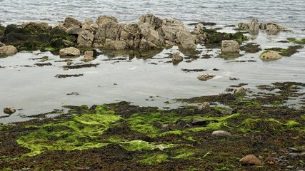 rocks and seaweed in the sea, Audley's Castle, Strangford, Northern Ireland