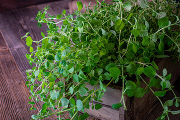Oregano on wooden table background