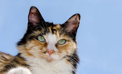 Tricolor unusual cat with beautiful large green eyes. A beautiful fluffy cat looks straight ahead. Free space for text.