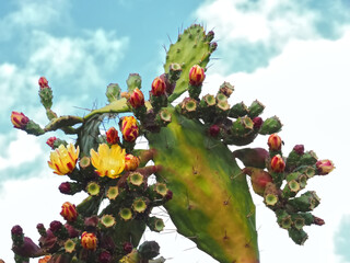 Closeup of blossoms of a prickly pear cactus with figs in the wild nature © Marion Meyer/Wirestock
