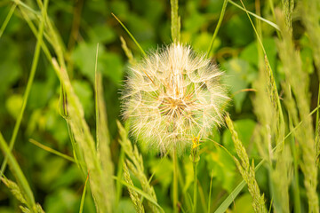 Eine Pusteblume auf einer grünen Wiese.