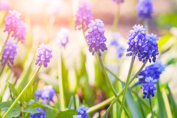 Beautiful blue flowers of muscari in the sunlight. Viper onion or Mouse hyacinth. Selective focus