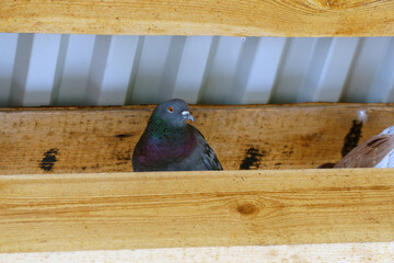 Blue pigeon under the roof on a wooden beam