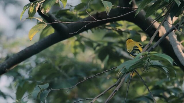 closeup clip of a black-naped oriole in nature