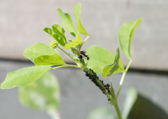 Ant herding plant lice on a green plant