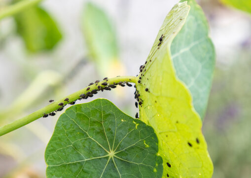  A herd of plant louse (aphid) on a green leaf