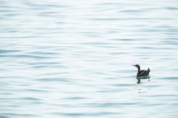 Socotra cormorant swimming at Busaiteen coast, Bahrain