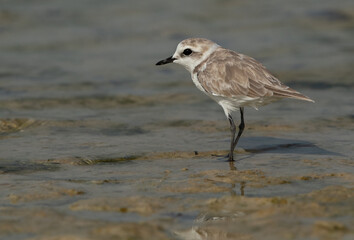 Kentish Plover in the morning at Busaiteen beach, Bahrain