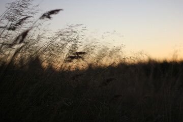 sunset in the forest