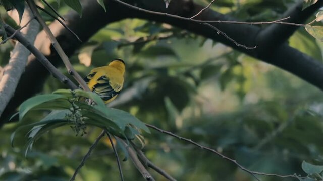 closeup clip of a black-naped oriole in nature