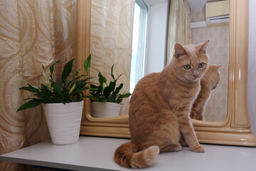 A red cat in the interior next to a mirror and a houseplant. Allergens .