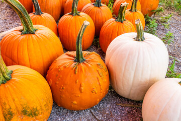 Different varieties of orange and white pumpkins in the pumpkin garden. Preparing for Halloween