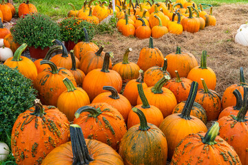 Rich autumn harvest of orange and white pumpkins. Preparing for Halloween. The collected pumpkins are laid on the hay with green tails up