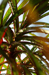 palm tree leaves