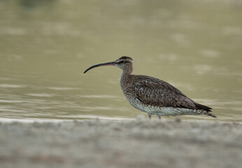 Whimbrel in the morning hours at Asker marsh, Bahrain