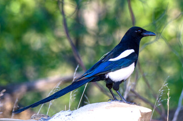 black billed magpie