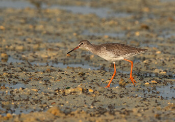 Common Redshank at Busiateen coast, Bahrain