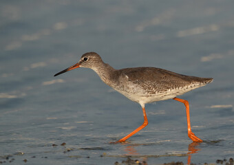 Closeup of a Redshank at Busiateen coast, Bahrain
