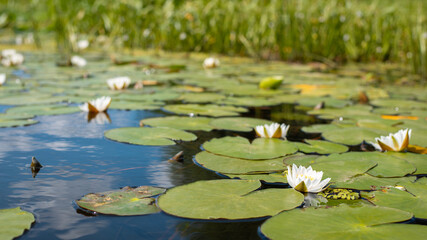 Many white water lilies in the river indicating cleanliness of the water. Rare beautiful flowers blooming in the water