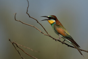 Obraz premium Closeup of a European bee-eater perched on a tree, Bahrain